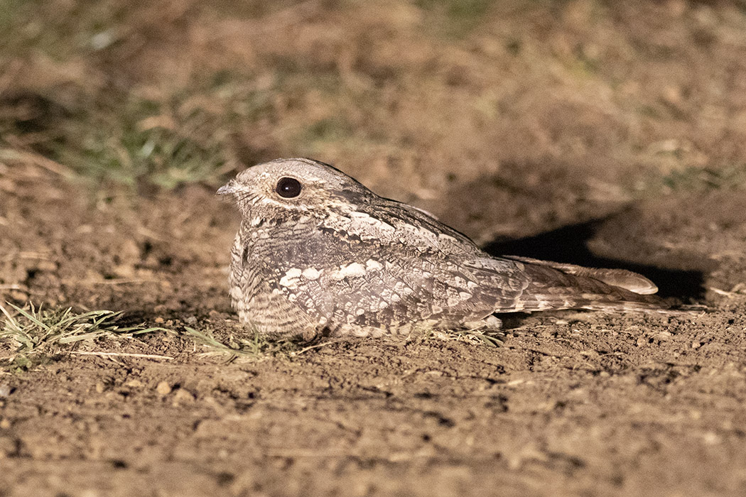 European Nightjar
