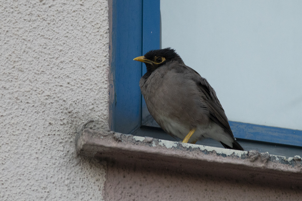 Common Myna