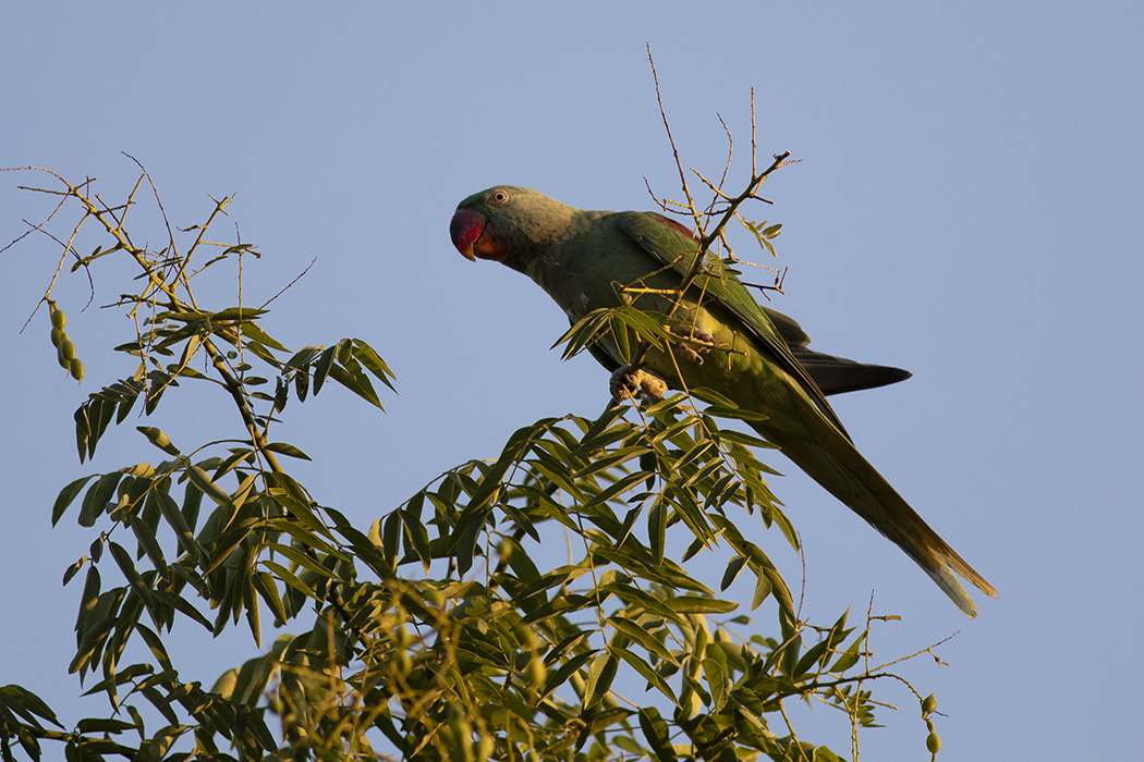 Alexandrine Parakeet