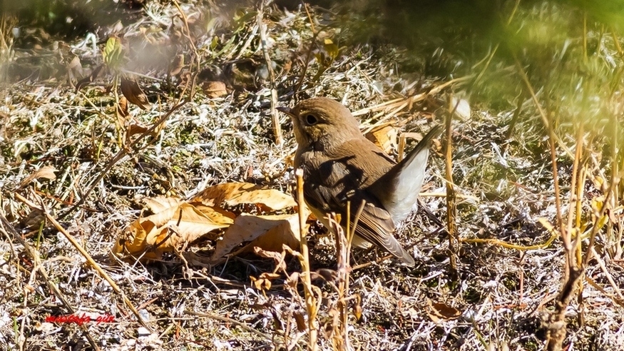Red-breasted Flycatcher