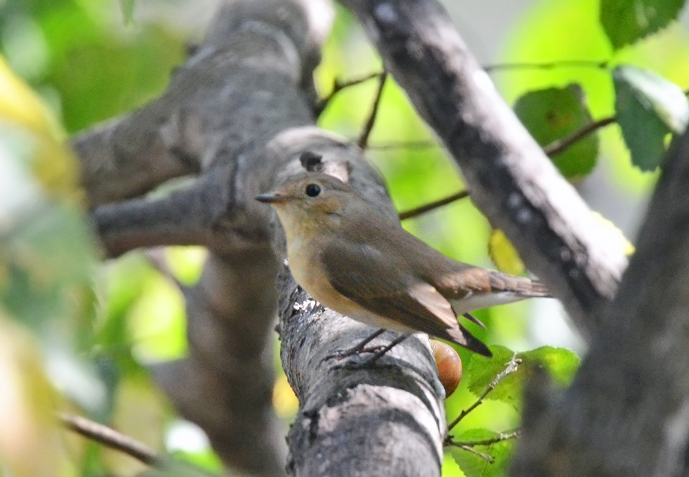 Red-breasted Flycatcher