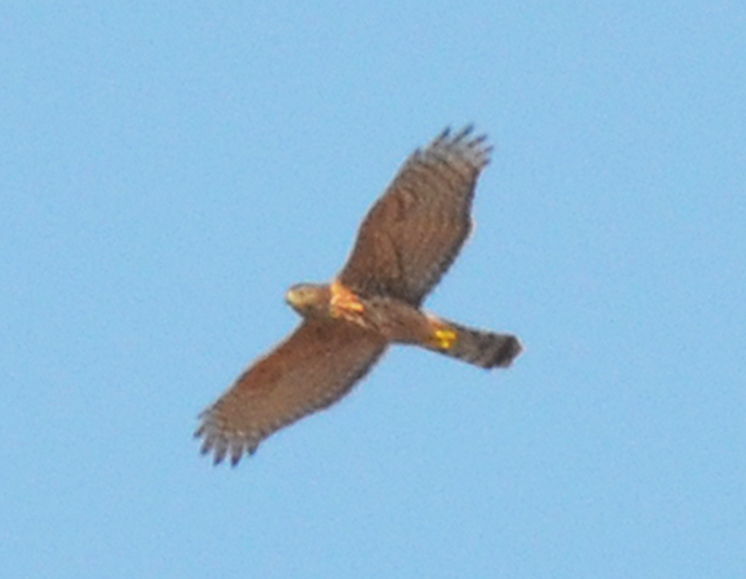 Çakır