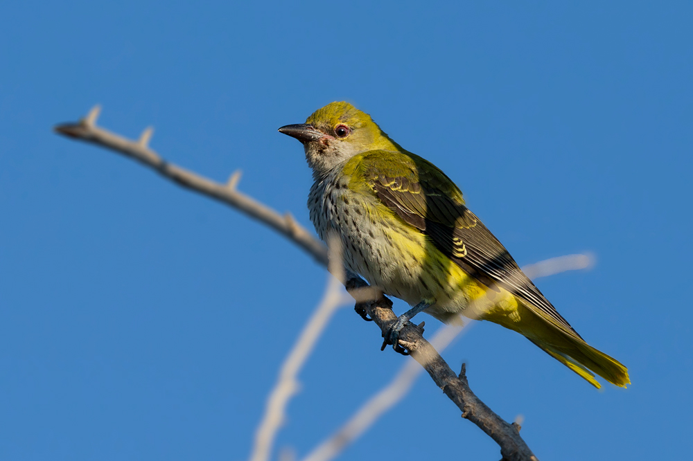 Eurasian Golden Oriole