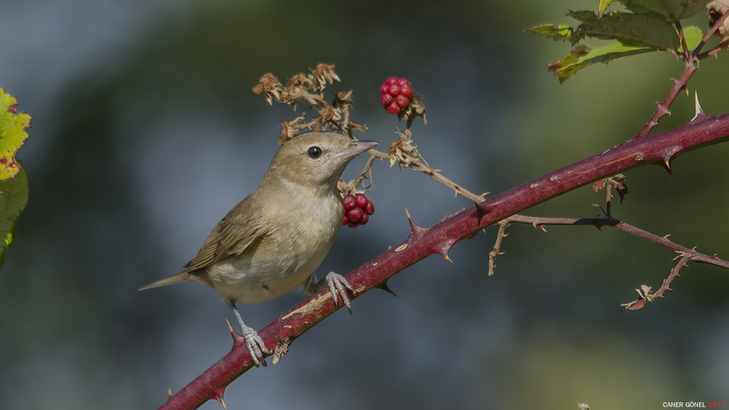 Garden Warbler