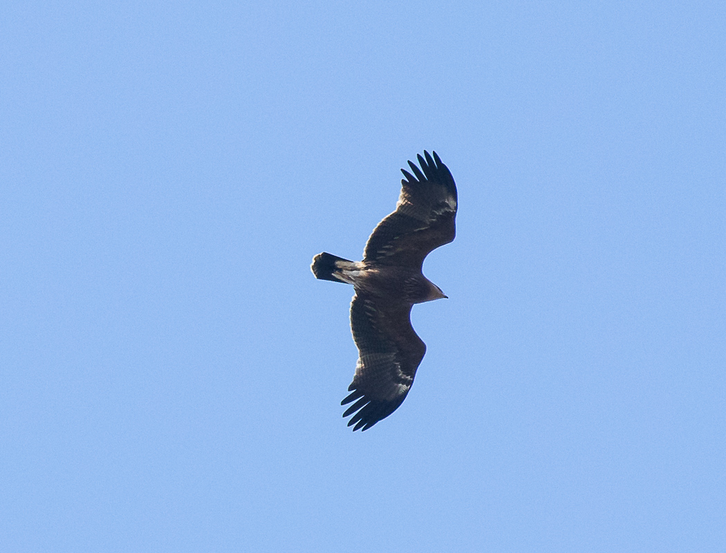 Greater Spotted Eagle
