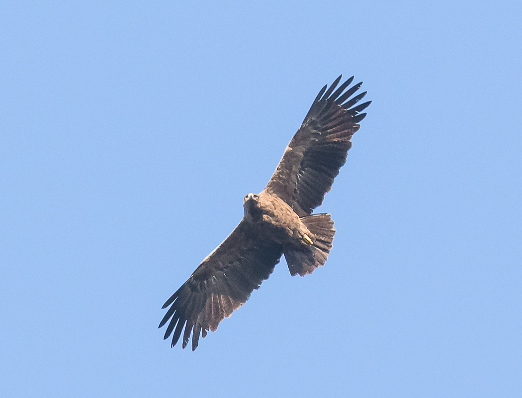 Eastern Imperial Eagle