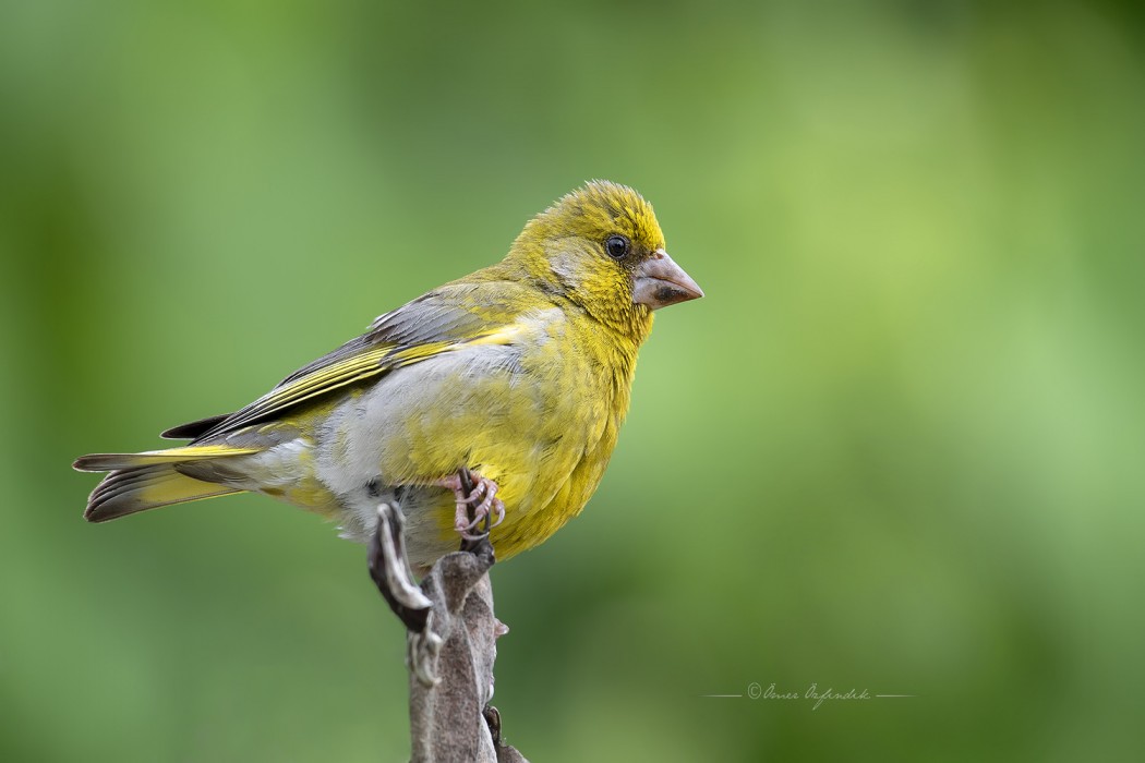 European Greenfinch