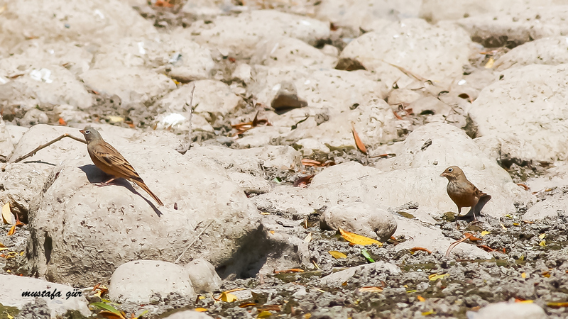 Cretzschmar`s Bunting
