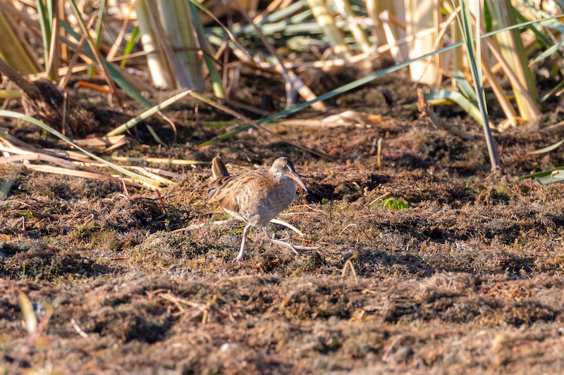 Water Rail