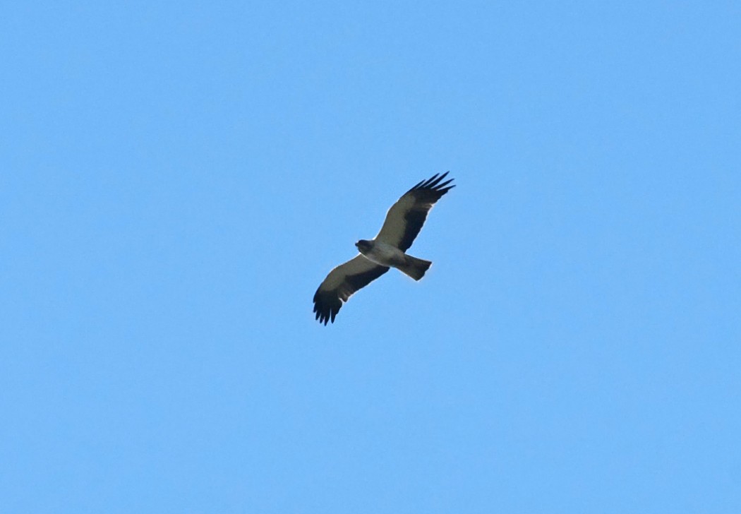 Küçük Kartal