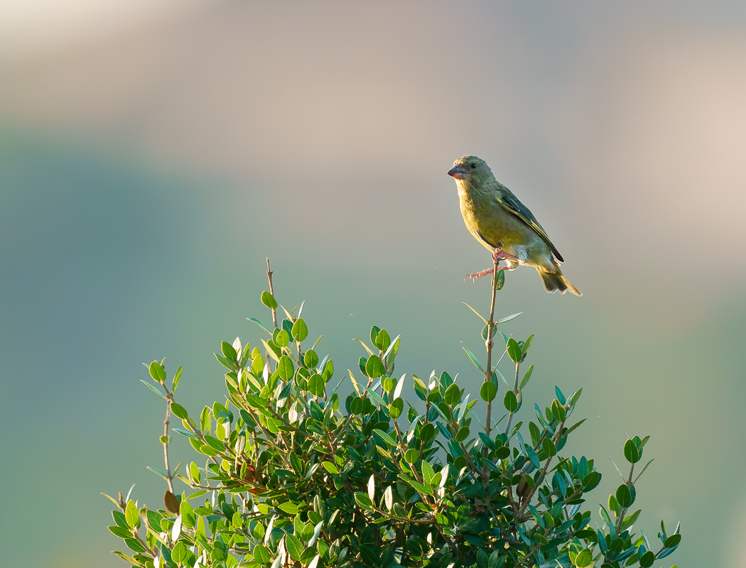 European Greenfinch