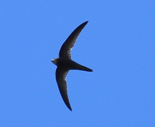 Ebabil