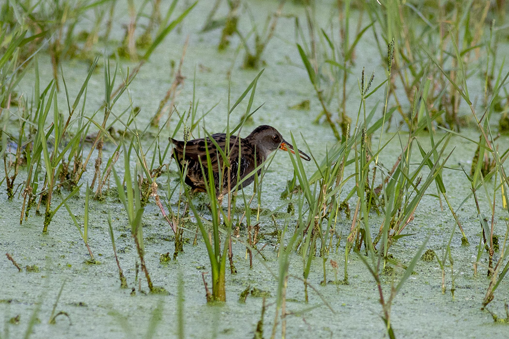 Water Rail