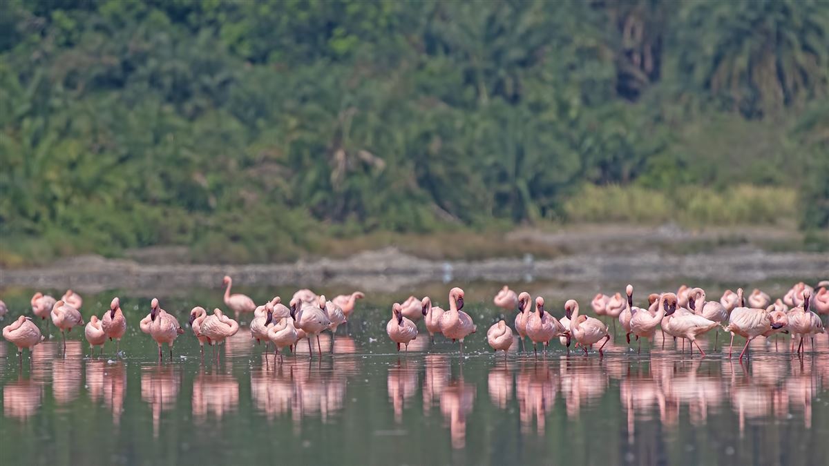 Küçük Flamingo