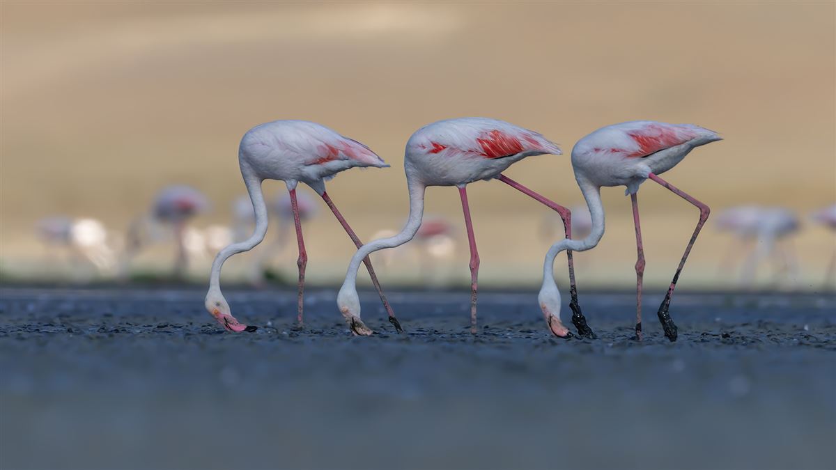 Flamingo