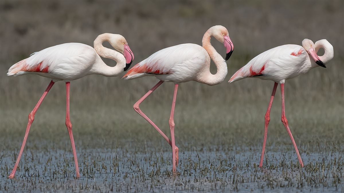 Flamingo