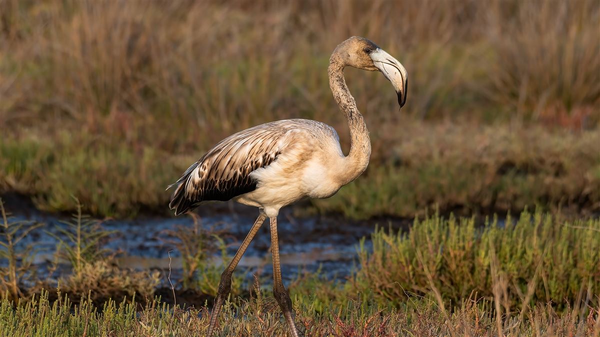 Flamingo