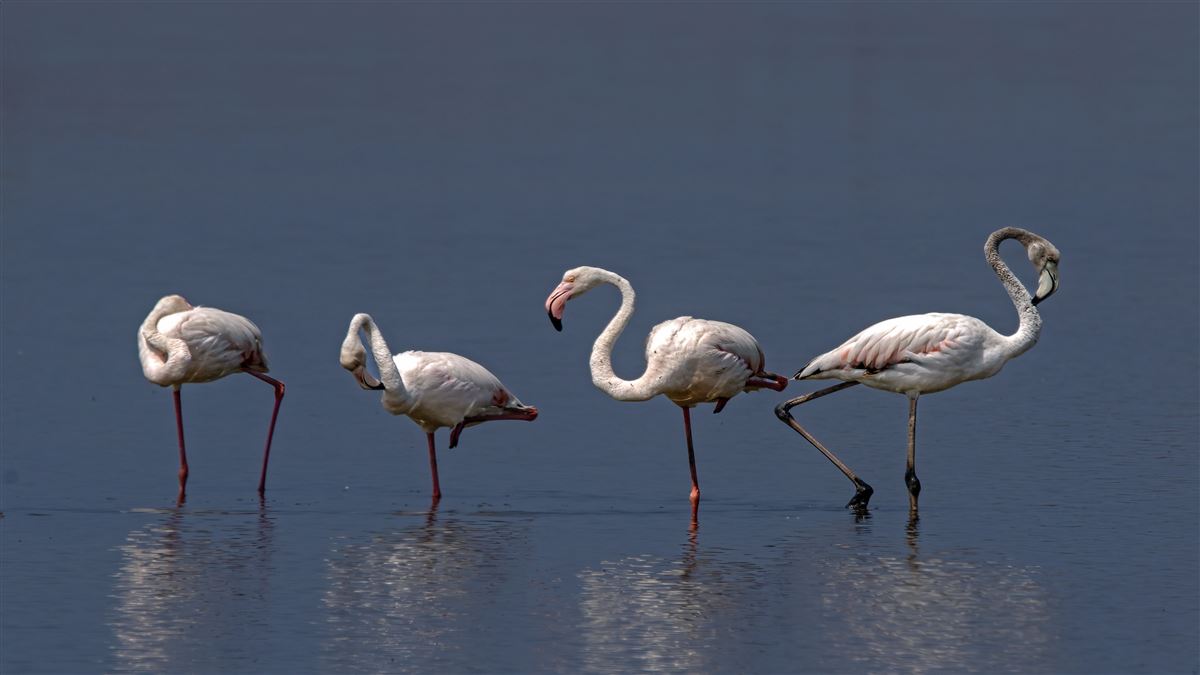 Flamingo