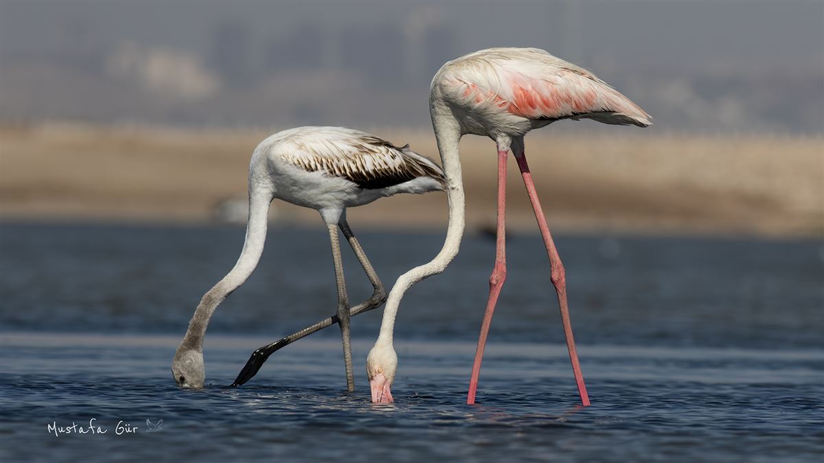 Flamingo