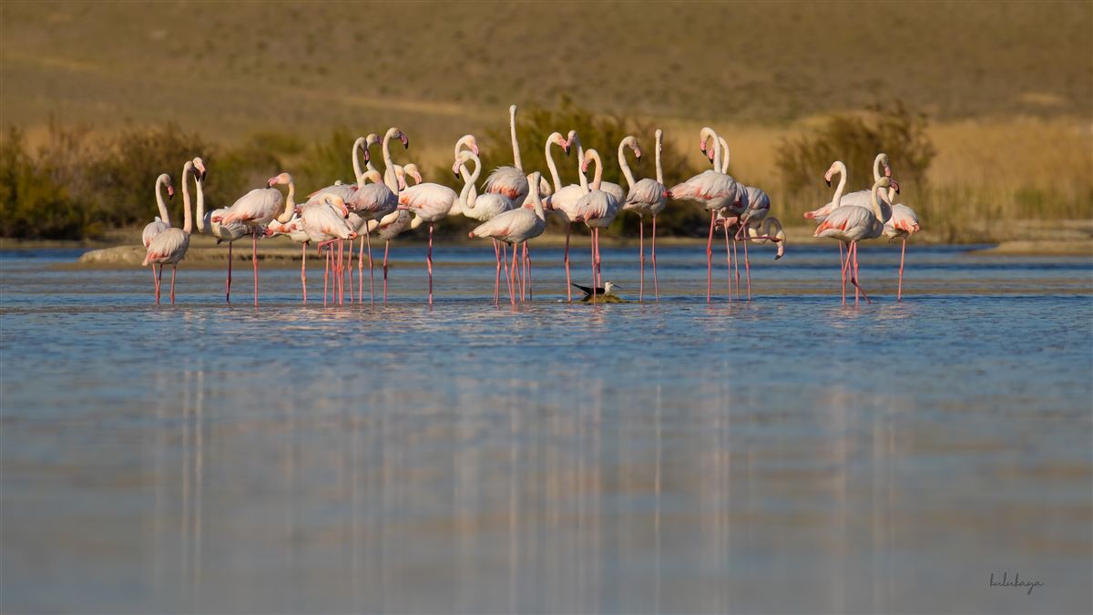 Flamingo