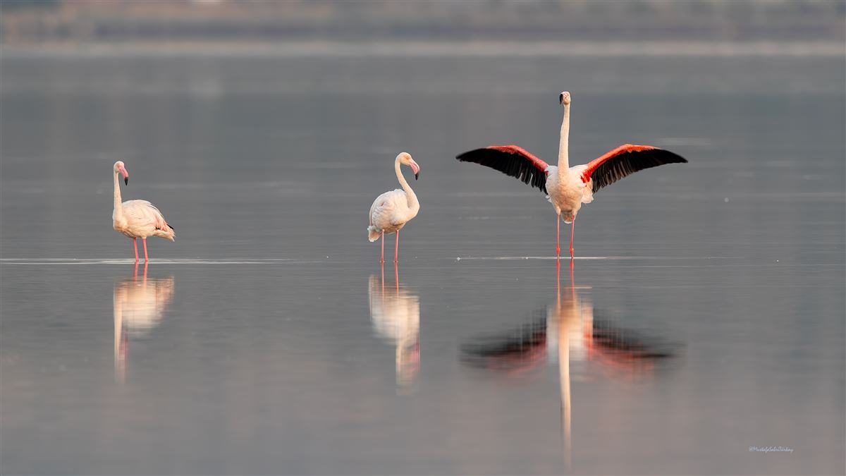 Flamingo