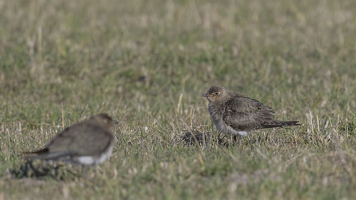 Black-winged Pratincole