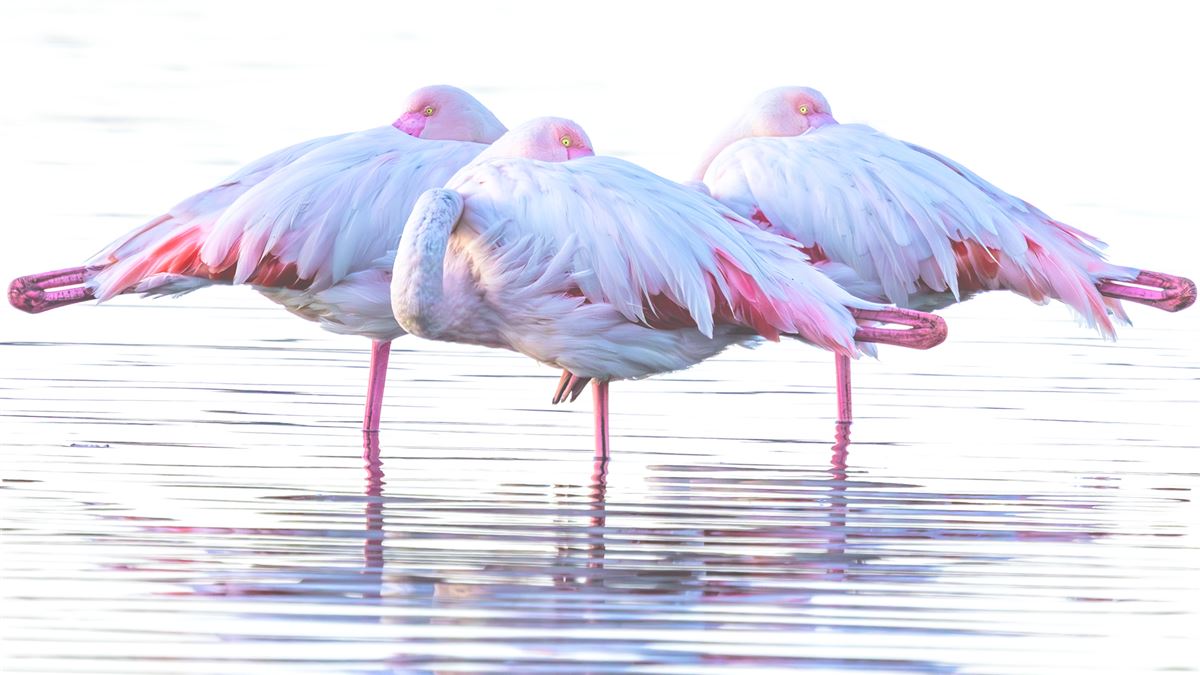 Flamingo