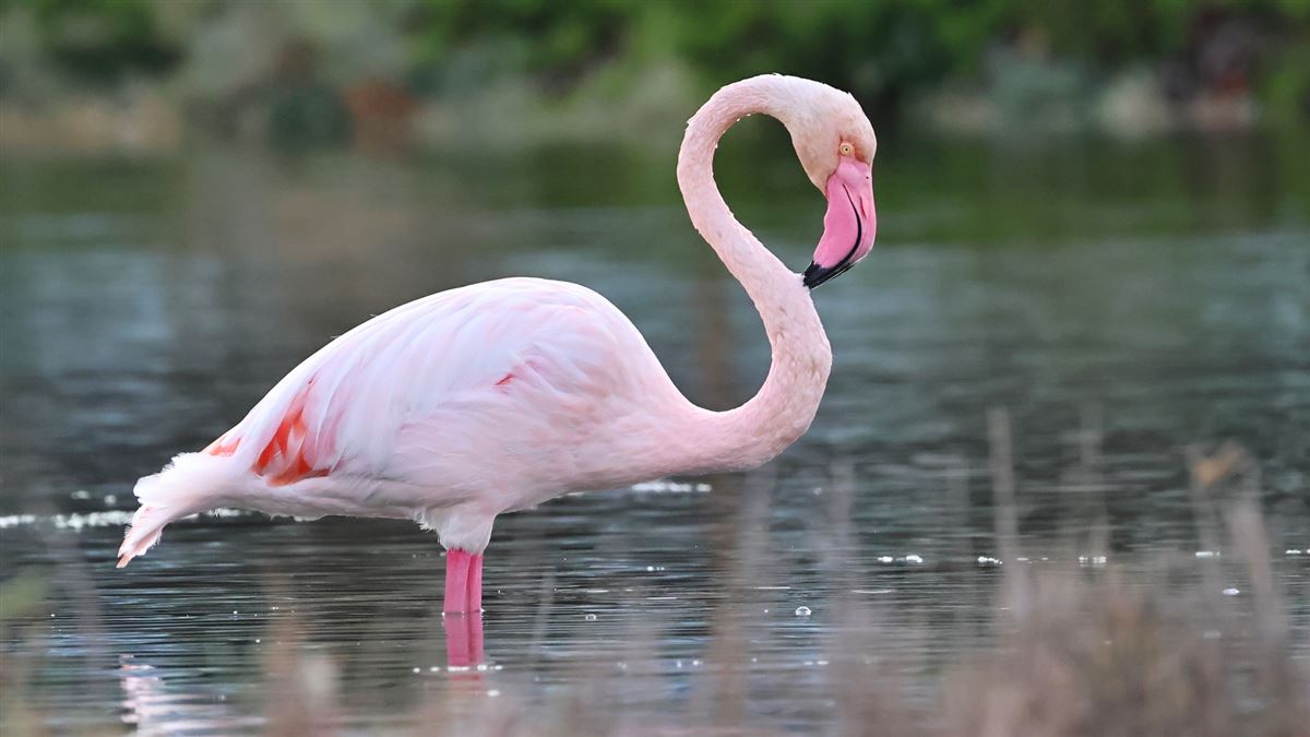 Flamingo