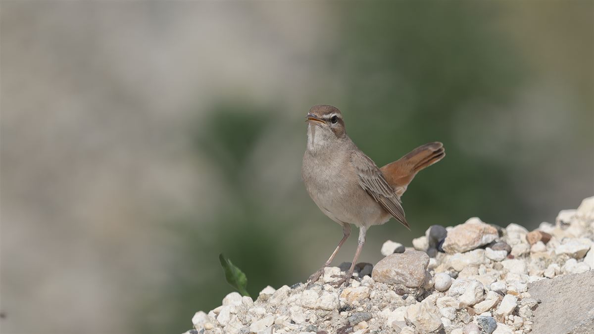 Çalıbülbülü