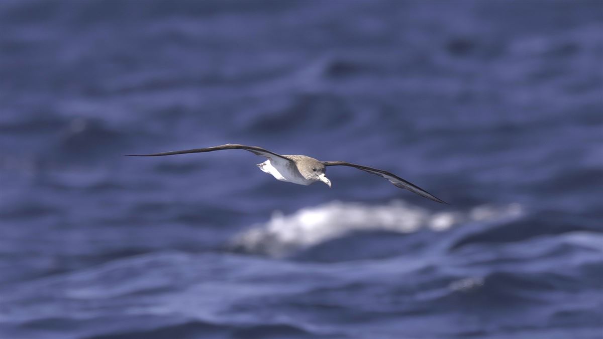 Scopoli`s Shearwater
