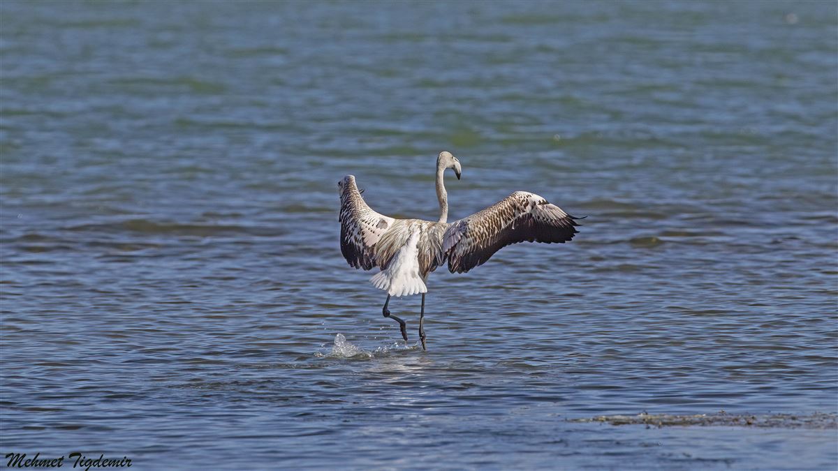 Flamingo