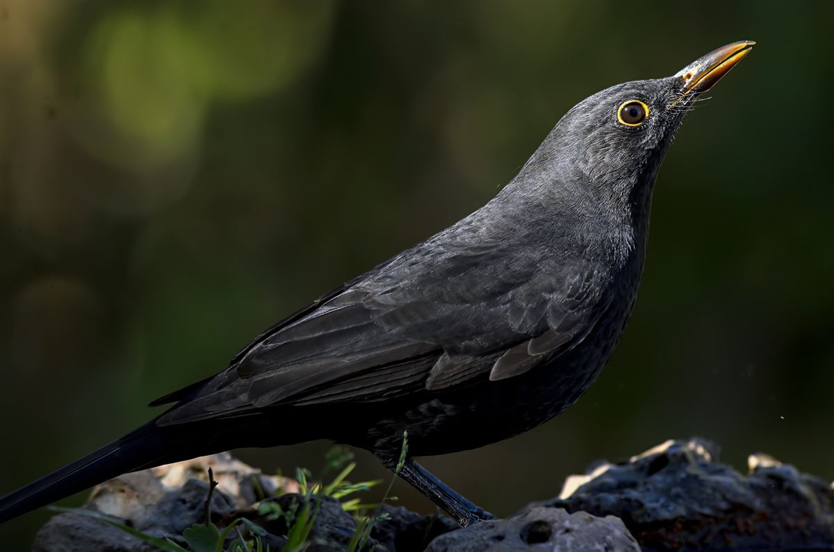 Karatavuk