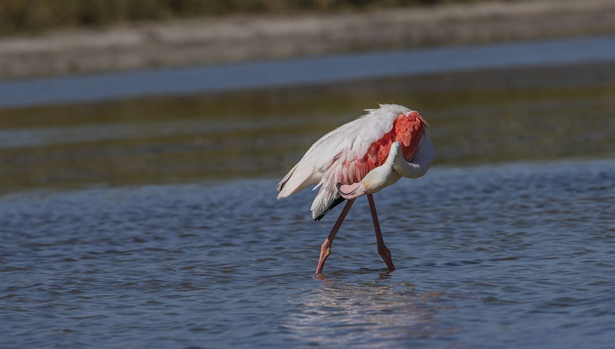 Flamingo