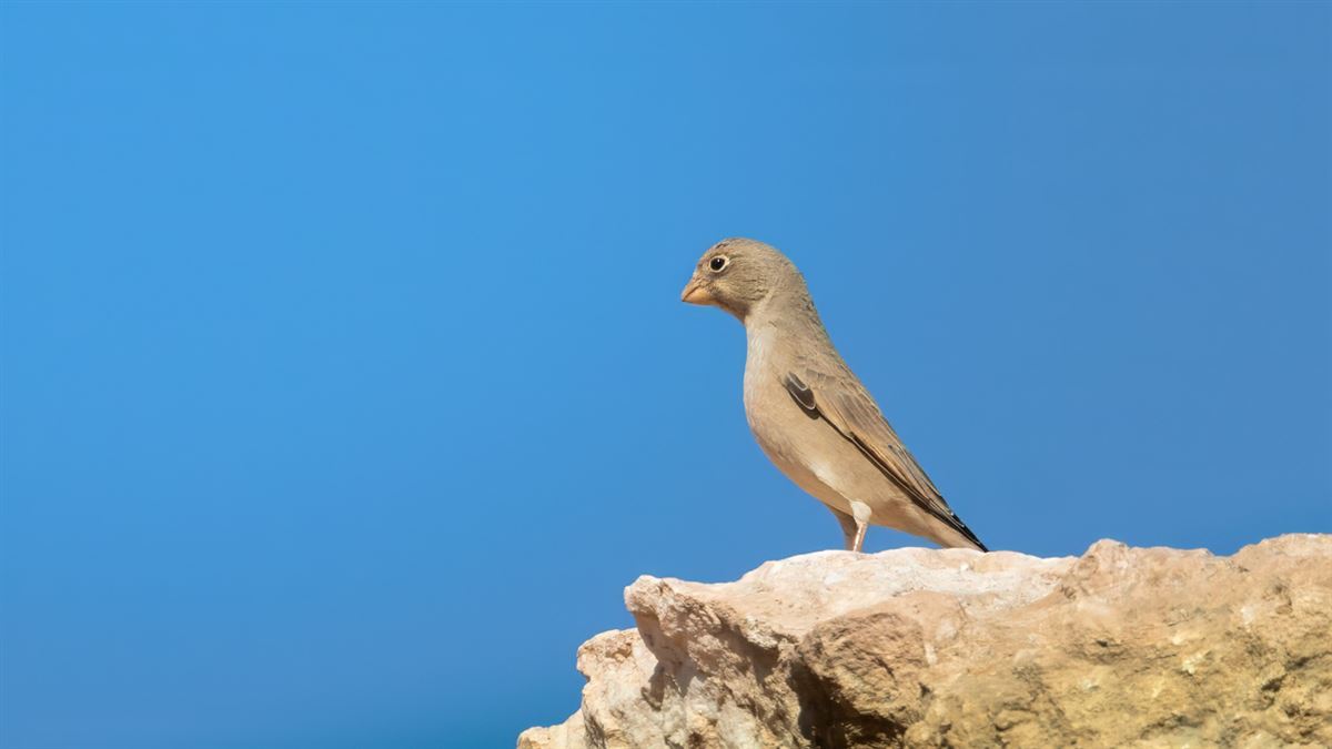 Küçük Alamecek