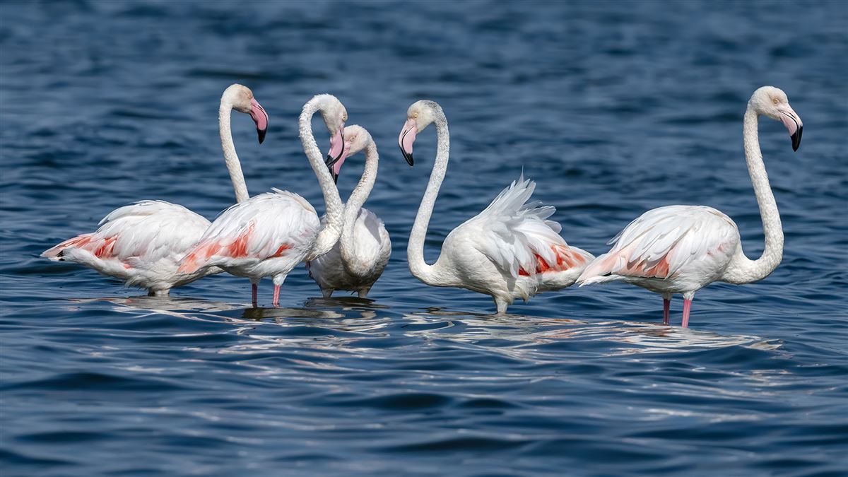 Flamingo