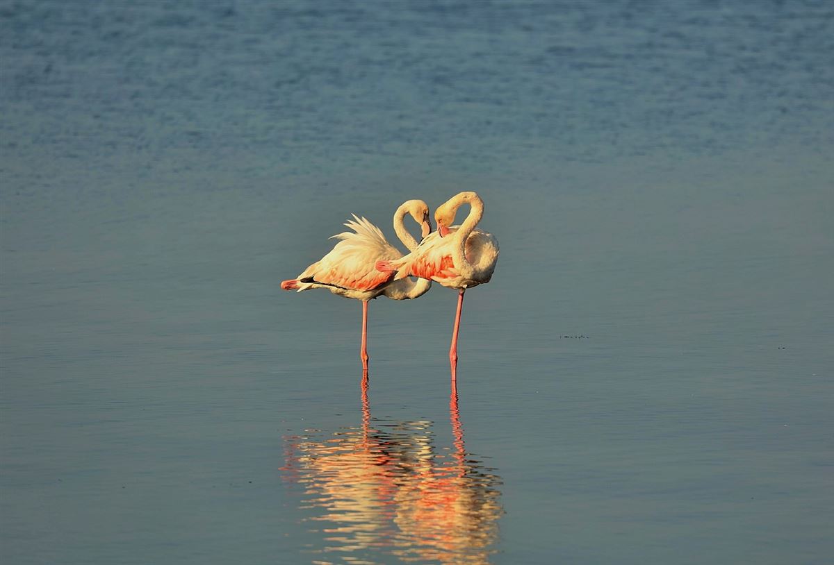 Flamingo