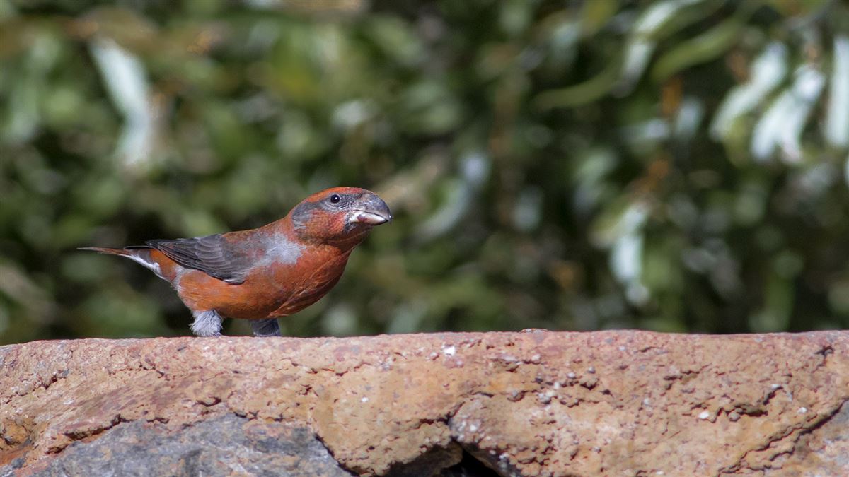 Red Crossbill