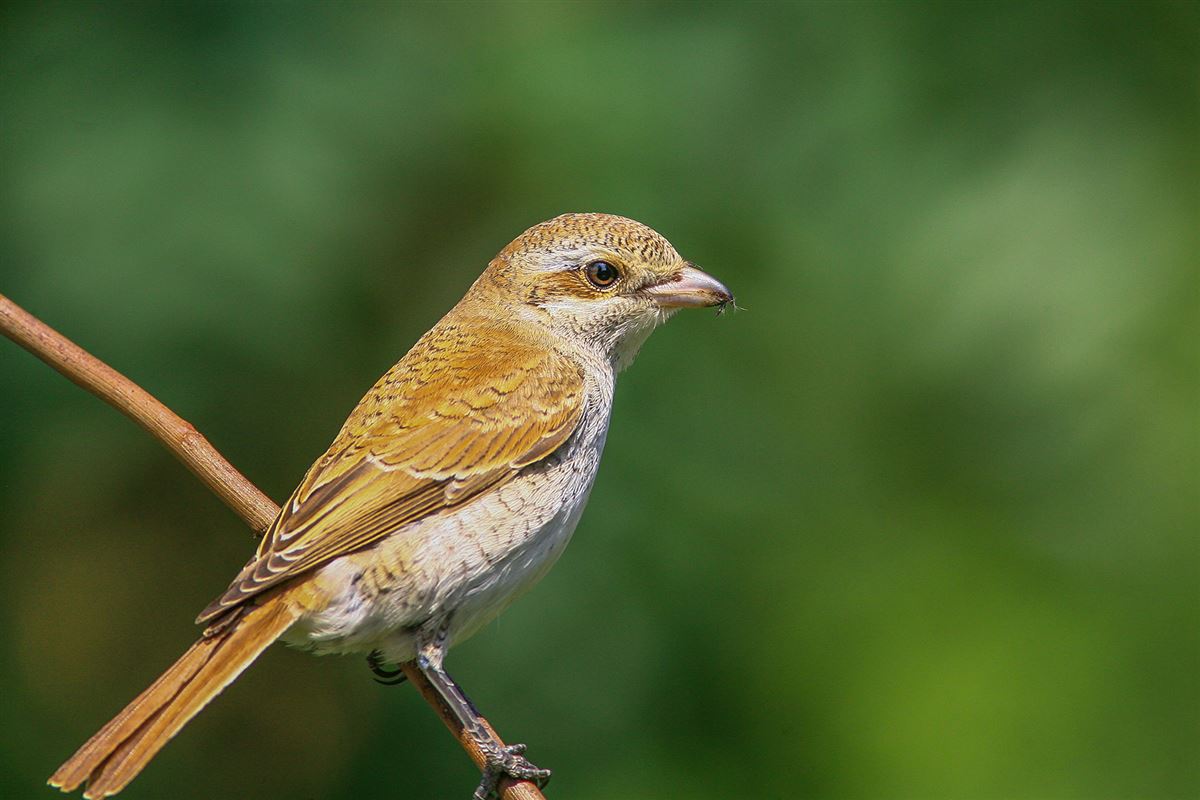 Red-backed Shrike