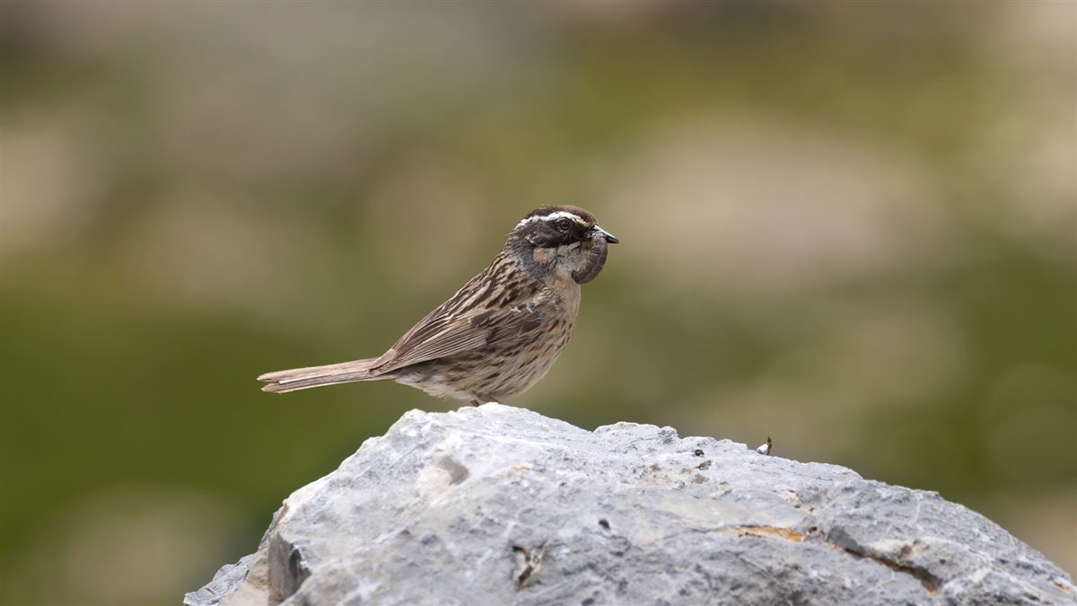 Sürmeli Dağbülbülü