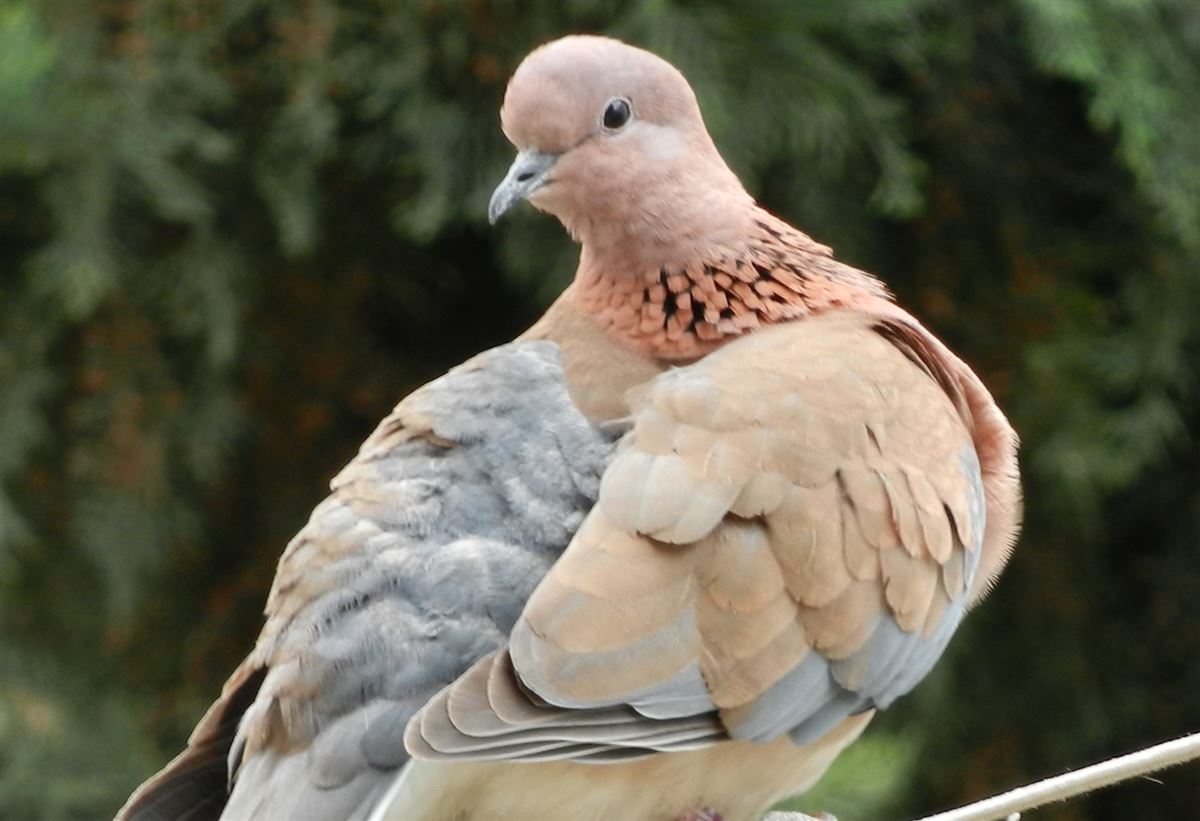 Küçük Kumru
