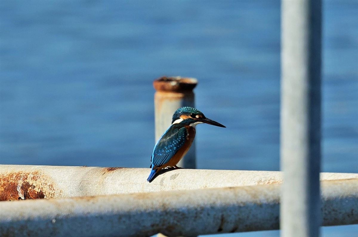 Common Kingfisher