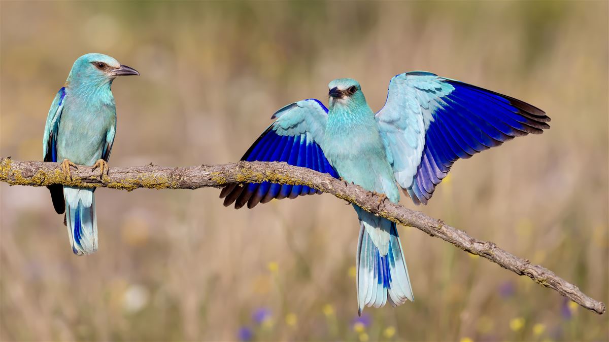 European Roller