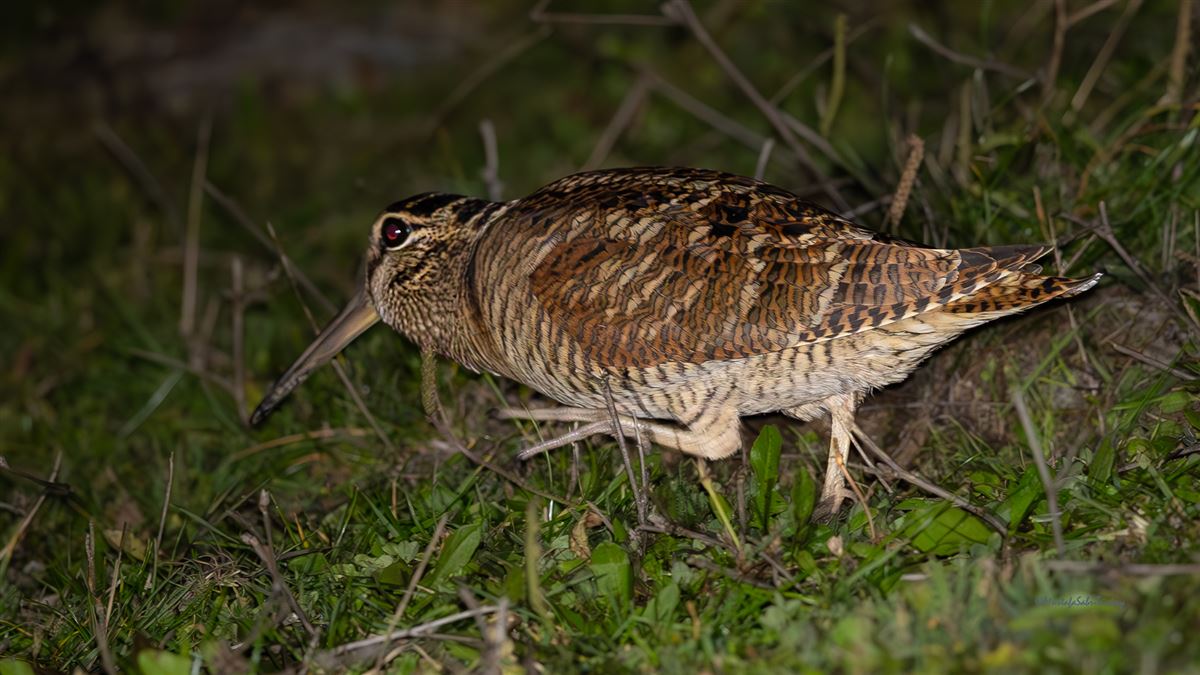 Çulluk