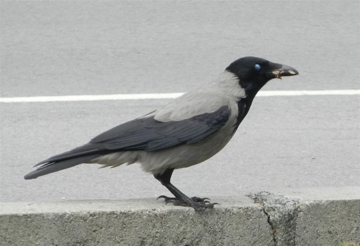 Leş Kargası