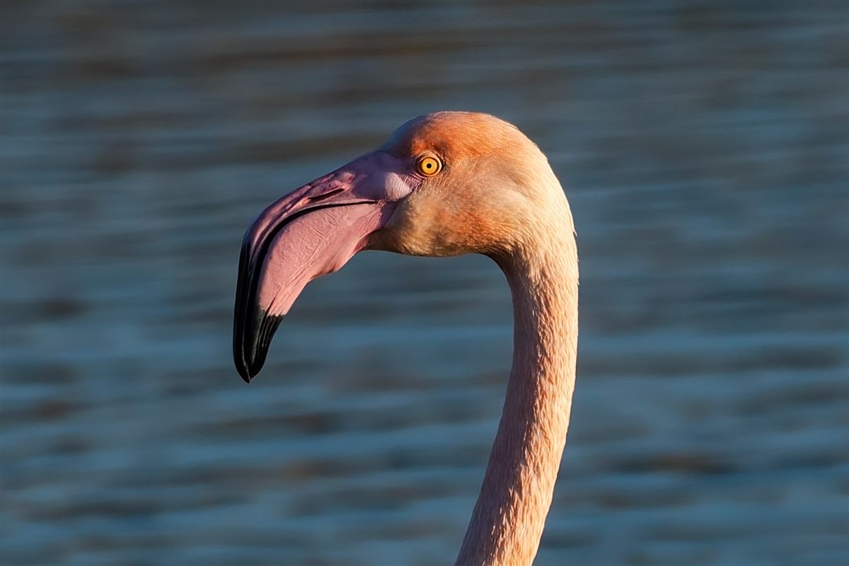 Flamingo