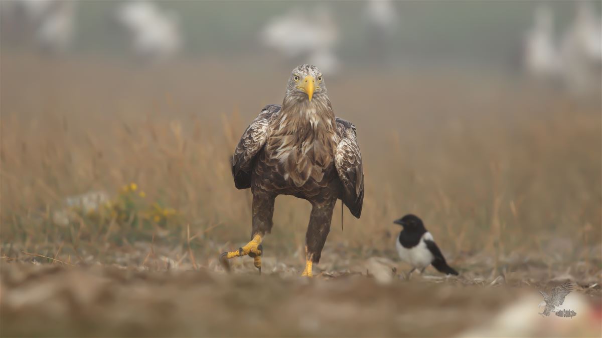 Akkuyruklu Kartal