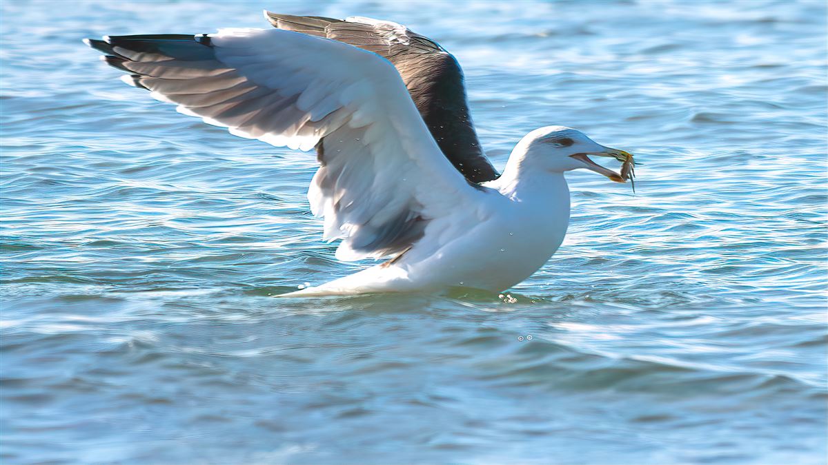 Great Black-backed Gull