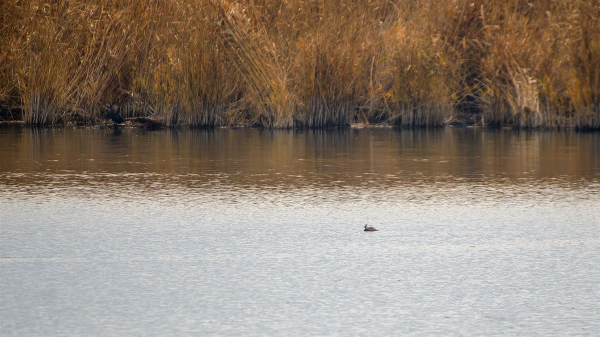 White-headed Duck
