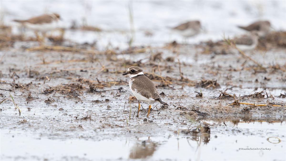 Halkalı Cılıbıt