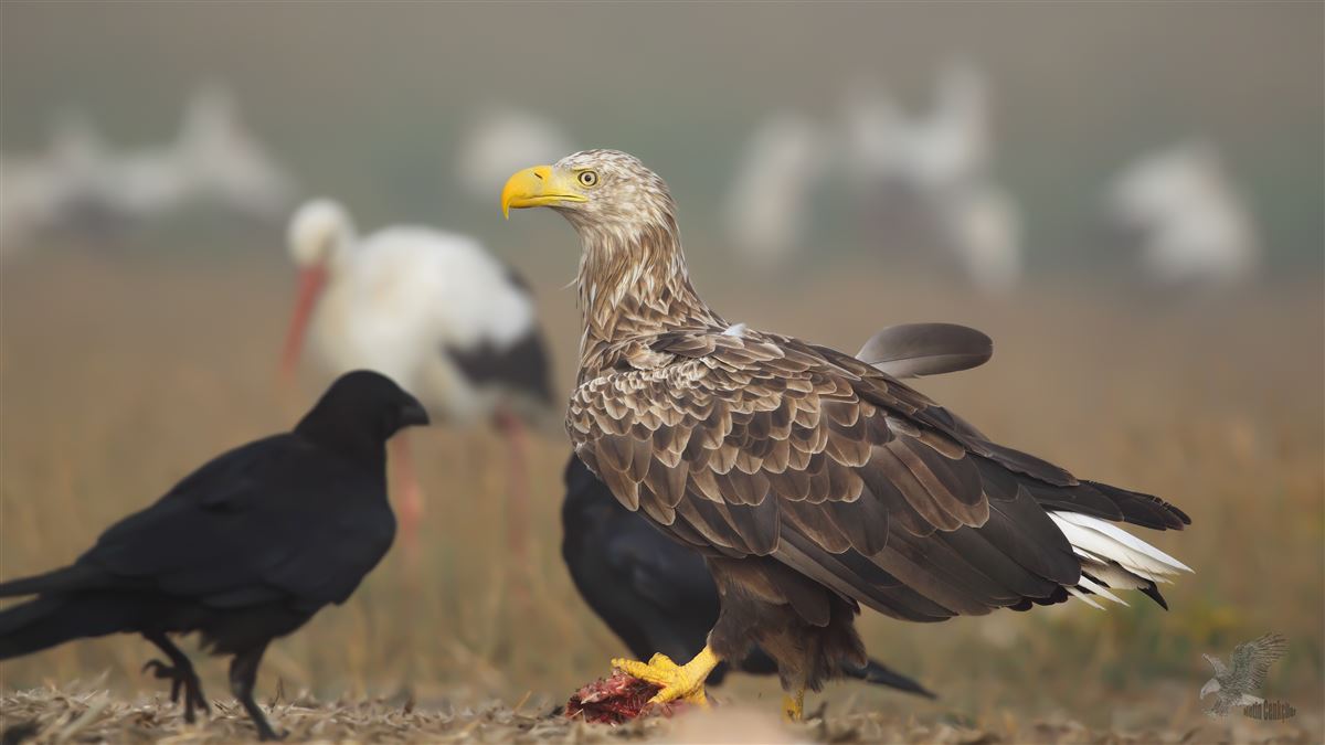 Akkuyruklu Kartal